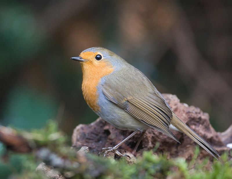 Erithacus rubecula Roodborst Robin